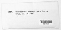 Ophiobolus brachystomus image